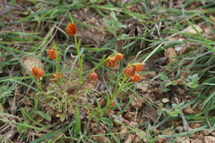 Allmania nodiflora var. dichotoma